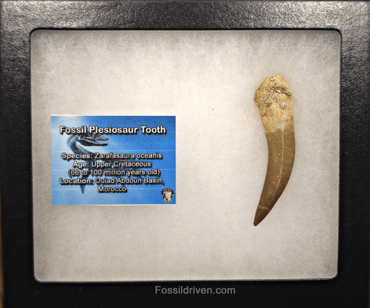 2.30" Fossil Plesiosaur (Zarafasaurus) Tooth - Morocco - Fossil Driven