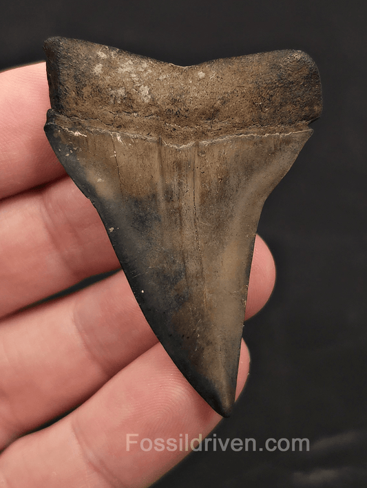 2.32" Fossil Hastalis Mako Shark Tooth - South East, Georgia - Fossil Driven