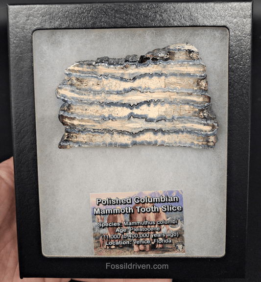 2.35" Columbian Mammoth Tooth Slice – Authentic Fossil | Fossil Driven - Fossil Driven