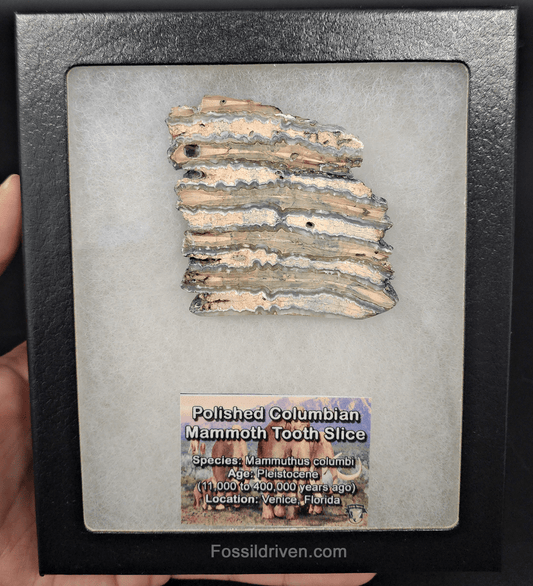 2.35" Columbian Mammoth Tooth Slice – Authentic Fossil | Fossil Driven - Fossil Driven