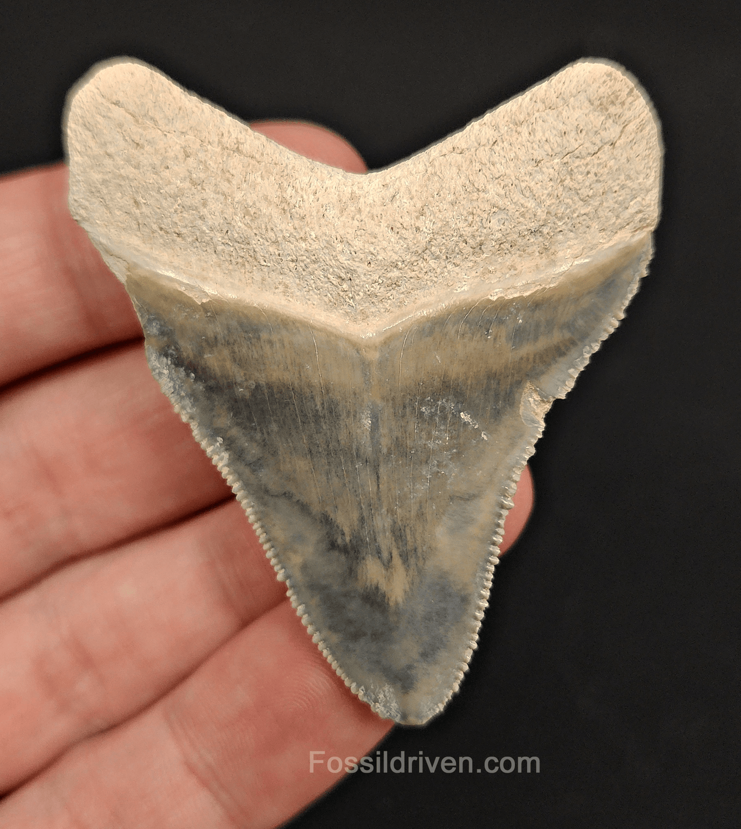 2.35" Fossil Megalodon Tooth – Authentic Fossil from Bone Valley, Florida - Fossil Driven
