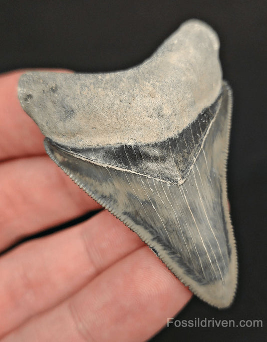 2.36" High-Quality Fossil Megalodon Tooth - Bone Valley, Florida | Fossil Driven - Fossil Driven