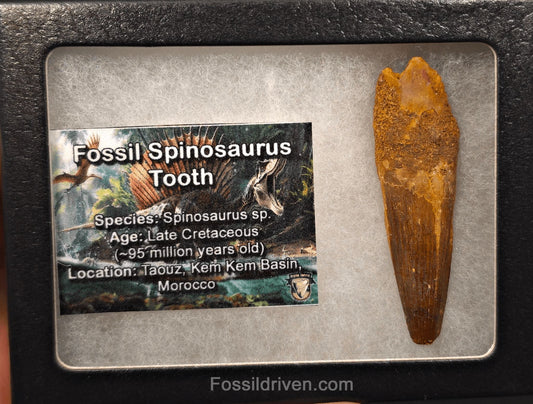 2.40" Fossil Spinosaurus Tooth - Real Dinosaur Tooth (Spino 2656) - Fossil Driven