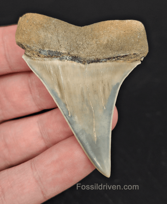 2.41" Fossil Isurus hastalis Shark Tooth – Lee Creek | Authentic Prehistoric Fossil - Fossil Driven