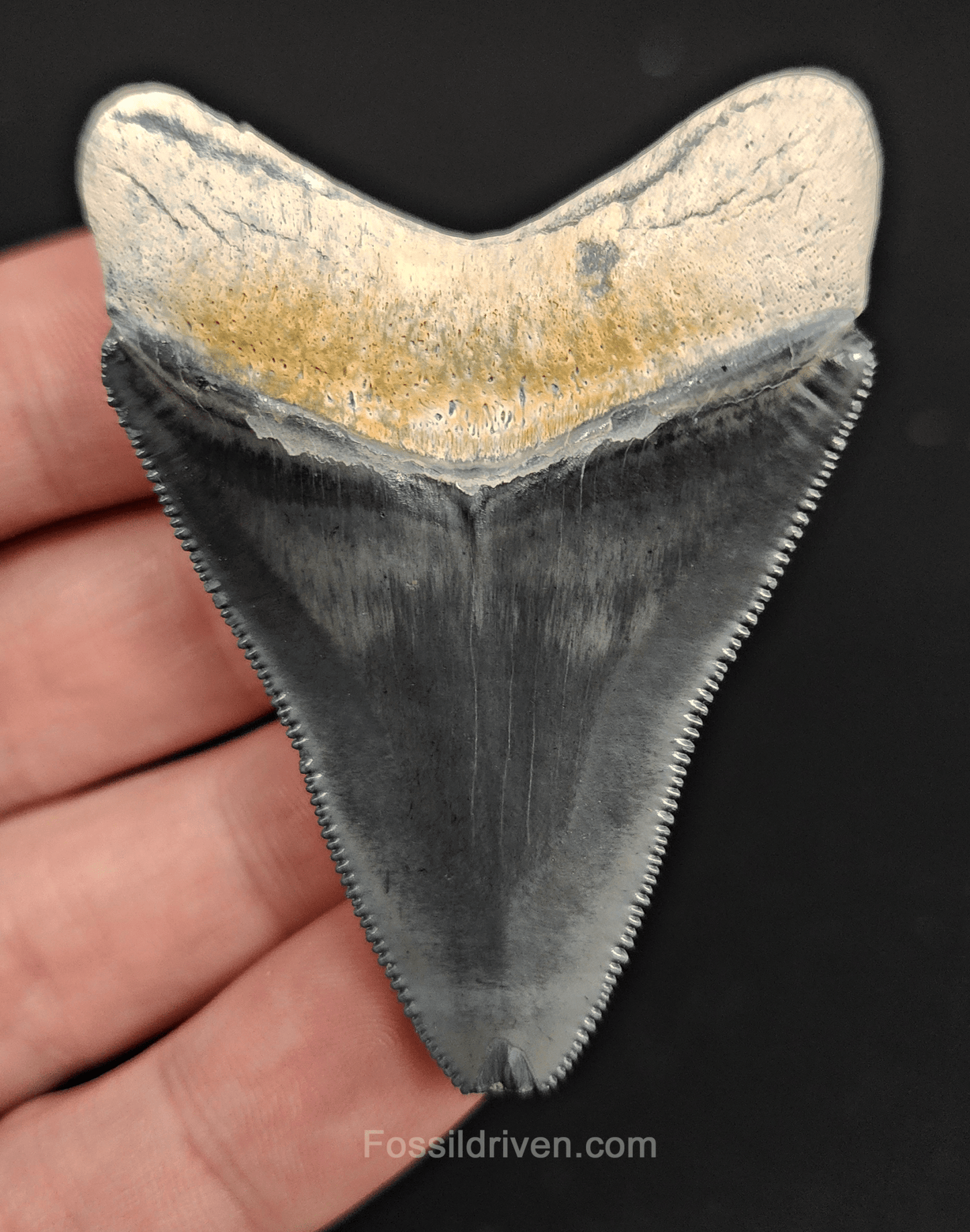 2.41" Fossil Megalodon Tooth – Authentic Fossil from Bone Valley, Florida - Fossil Driven