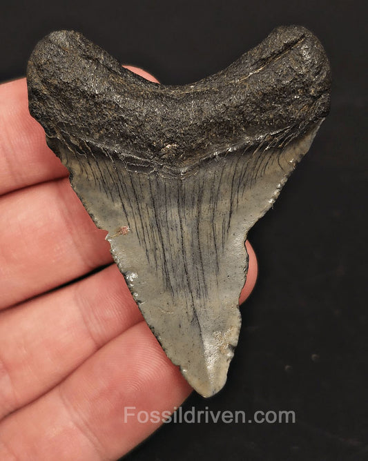 2.42" Fossil Megalodon Tooth - Beaufort, South Carolina | Fossil Driven - Fossil Driven