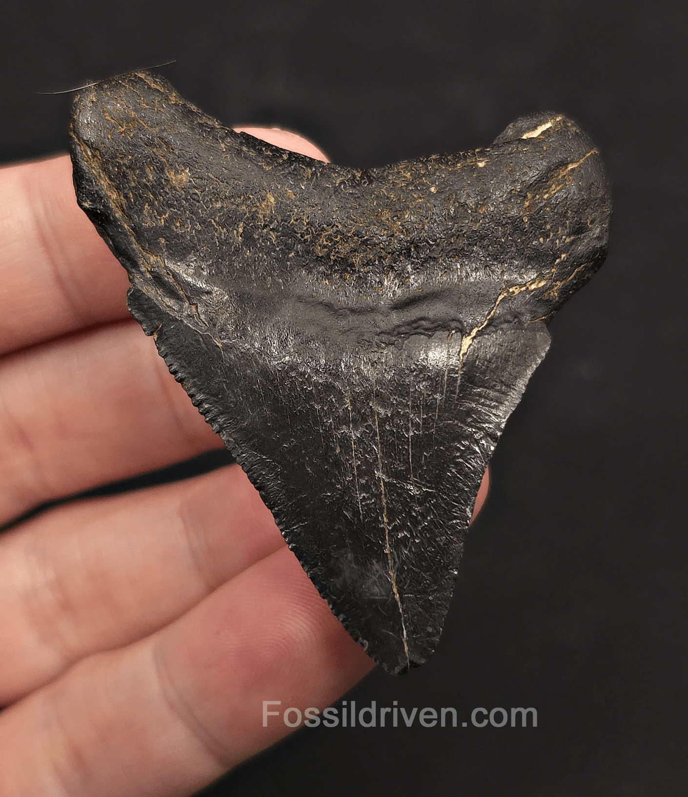 2.42" Fossil Megalodon Tooth - Charleston, South Carolina | Fossil Driven - Fossil Driven