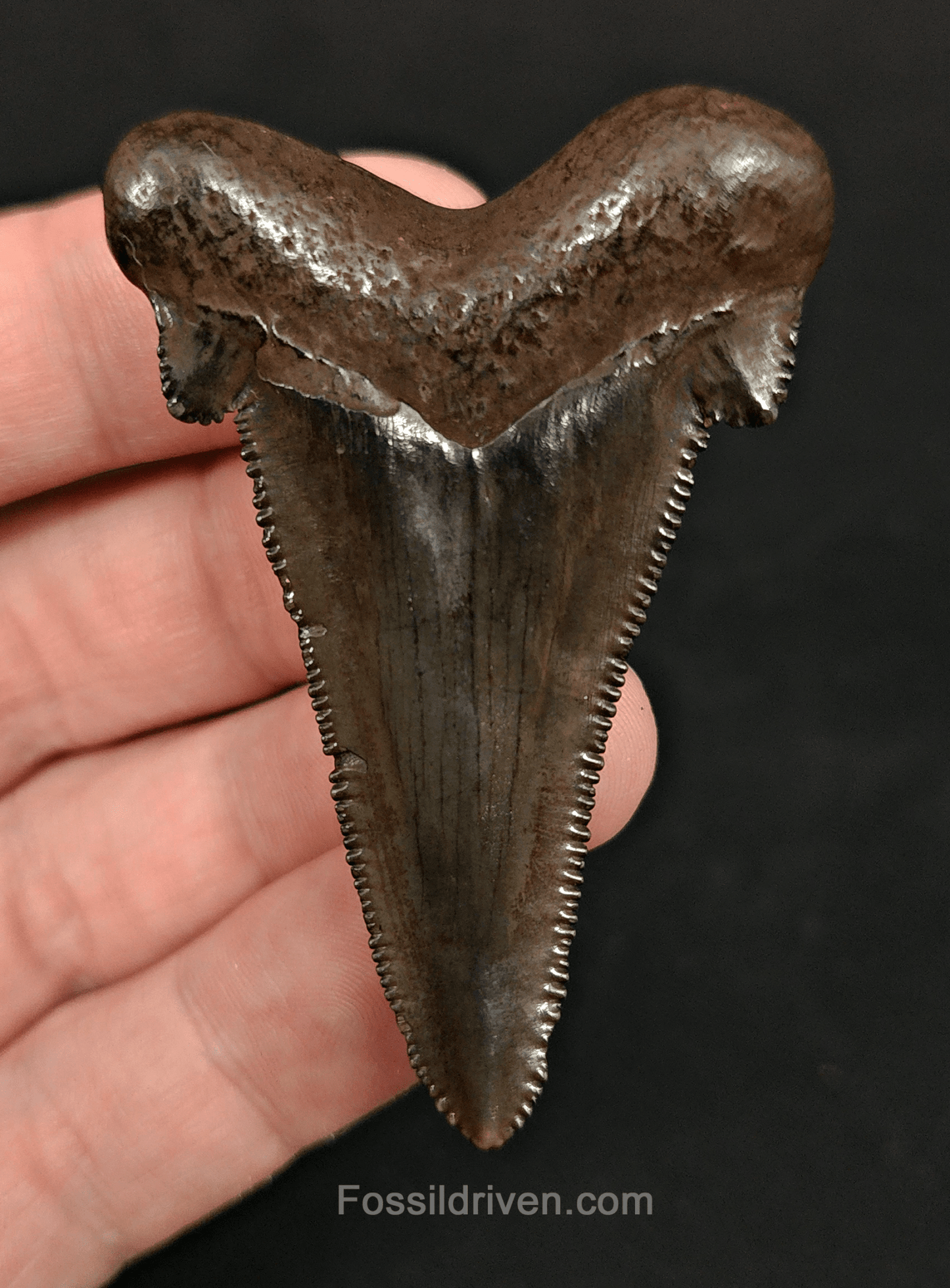 2.43" Otodus sokolowi (Auriculatus) Shark Tooth – Suwannee River, Florida - Fossil Driven