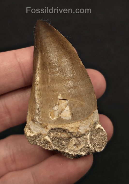 2.48" Fossil Mosasaur Tooth - Morocco - Fossil Driven