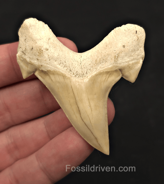 2.51" Fossil Otodus obliquus Tooth - Morocco | Fossil Driven - Fossil Driven