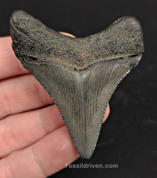 2.52" South Carolina Megalodon Tooth - Solid Specimen - Authentic Fossil Shark Tooth - Fossil Driven