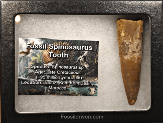 2.53" Fossil Spinosaurus Tooth - Real Dinosaur Tooth - Fossil Driven