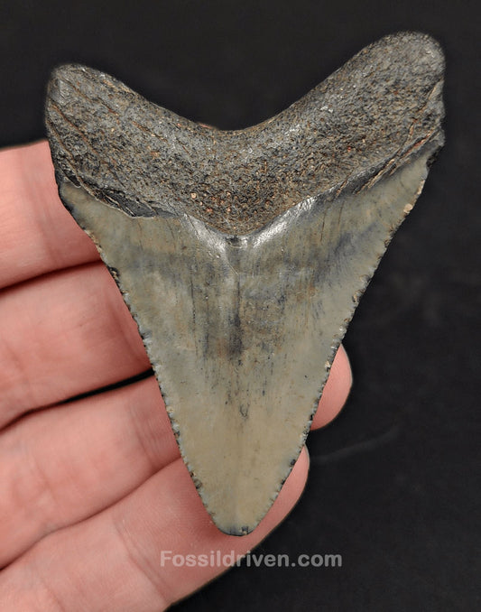 2.54" South Carolina Megalodon Tooth - Solid Specimen - Authentic Fossil Shark Tooth - Fossil Driven