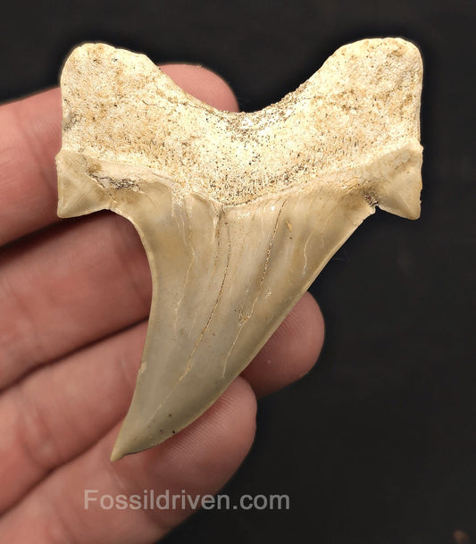 2.55" Fossil Otodus obliquus Tooth - Morocco | Fossil Driven - Fossil Driven