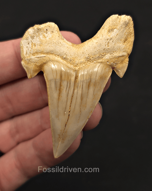 2.56" Fossil Otodus obliquus Tooth - Morocco | Fossil Driven - Fossil Driven