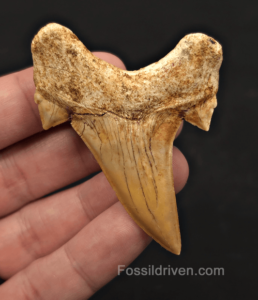 2.59" Fossil Otodus obliquus Tooth - Morocco | Fossil Driven - Fossil Driven