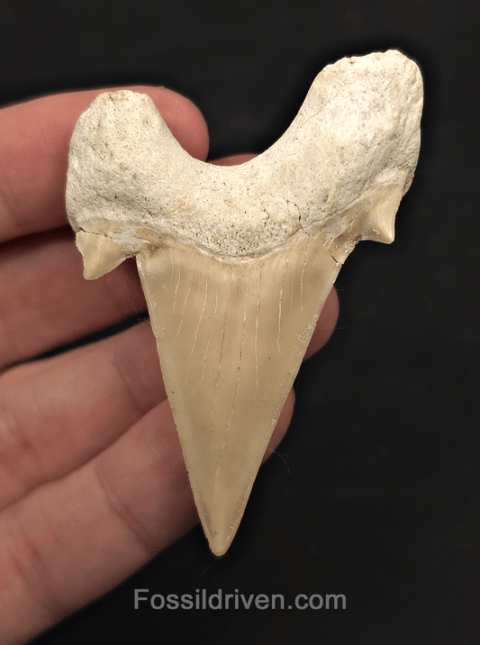 2.60" Fossil Otodus obliquus Tooth - Morocco | Fossil Driven - Fossil Driven