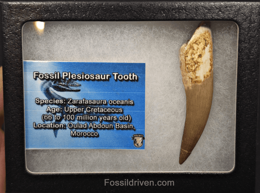 2.60" Fossil Plesiosaur (Zarafasaurus) Tooth - Morocco - Fossil Driven