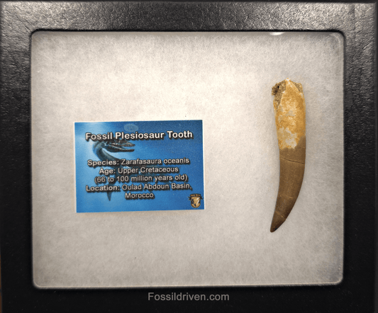 2.61" Fossil Plesiosaur (Zarafasaurus) Tooth - Morocco - Fossil Driven