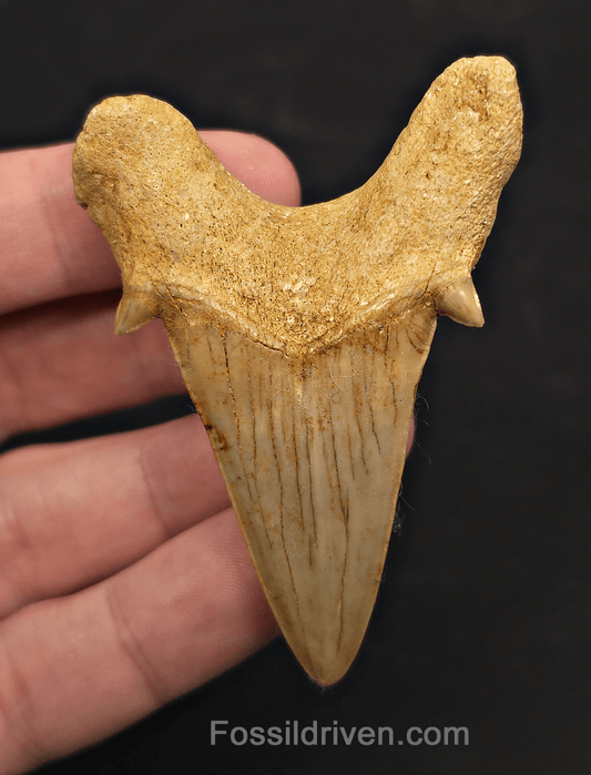 2.69" Fossil Otodus obliquus Tooth - Morocco | Fossil Driven - Fossil Driven