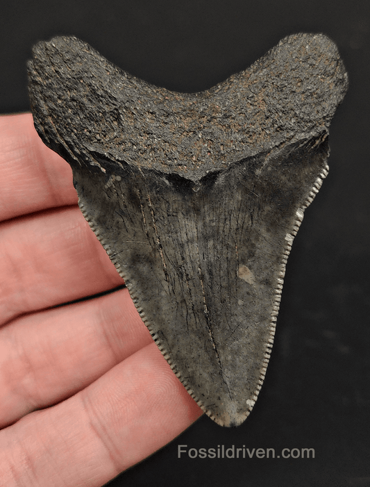 2.71" South Carolina Megalodon Tooth - Solid Specimen - Authentic Fossil Shark Tooth - Fossil Driven