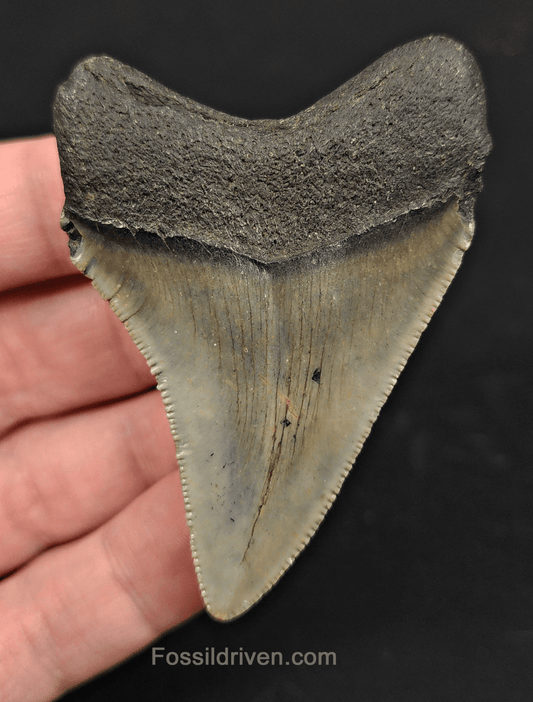 2.72" North Carolina Megalodon Tooth - Complete Specimen - Real Fossil Shark Tooth - Fossil Driven