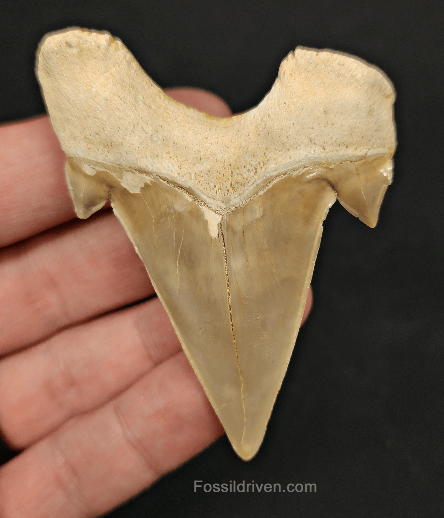 2.74" Otodus obliquus Tooth – Genuine Eocene Shark Fossil from Morocco - Fossil Driven