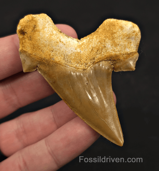 2.77" Fossil Otodus obliquus Tooth - Morocco | Fossil Driven - Fossil Driven