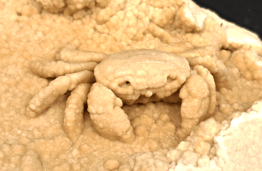 2.78" Fossil Crab (Potamon potamios) in Travertine - Denizli Basin, Turkey - Fossil Driven