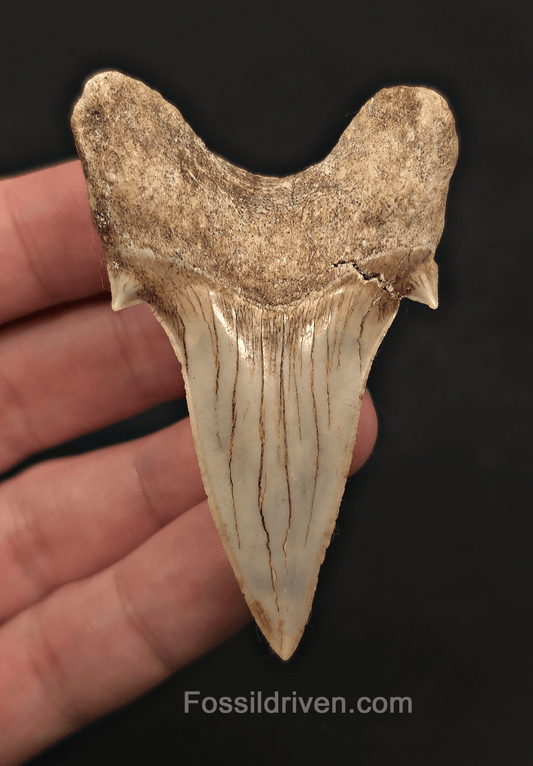 2.78" Fossil Otodus obliquus Tooth - Morocco | Fossil Driven - Fossil Driven