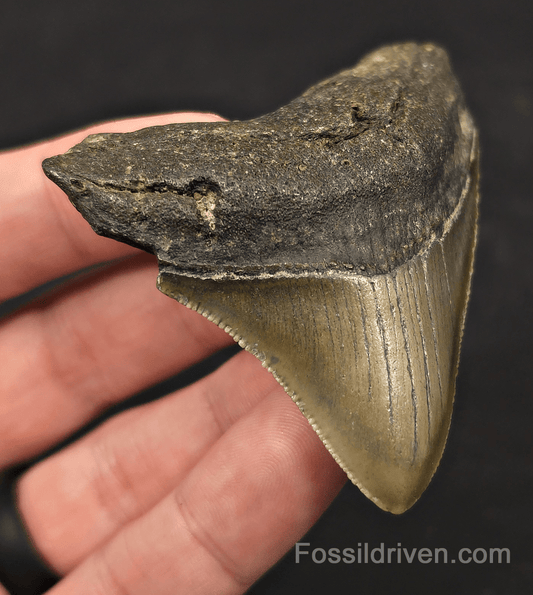 2.82" Fossil Megalodon Tooth - Meg Ledge, North Carolina | Fossil Driven - Fossil Driven