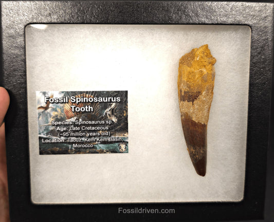 2.86" Fossil Spinosaurus Tooth - Real Dinosaur Tooth - Fossil Driven