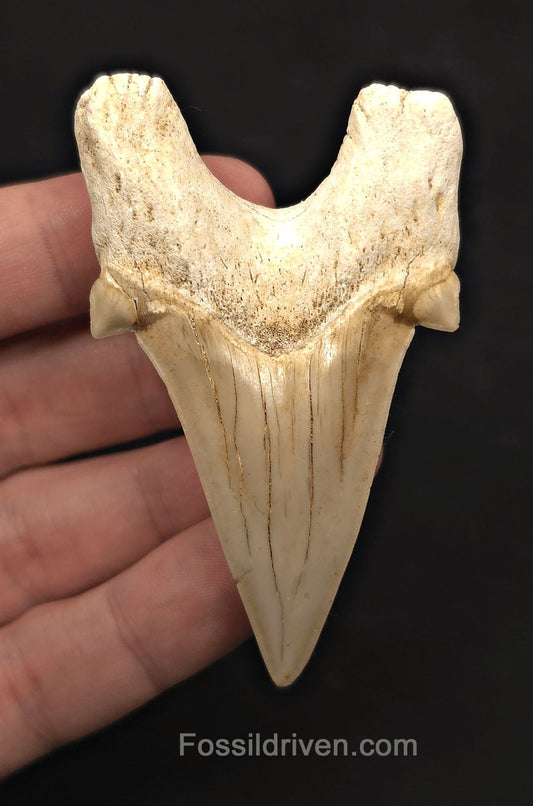 2.87" Fossil Otodus obliquus Tooth - Morocco | Fossil Driven - Fossil Driven