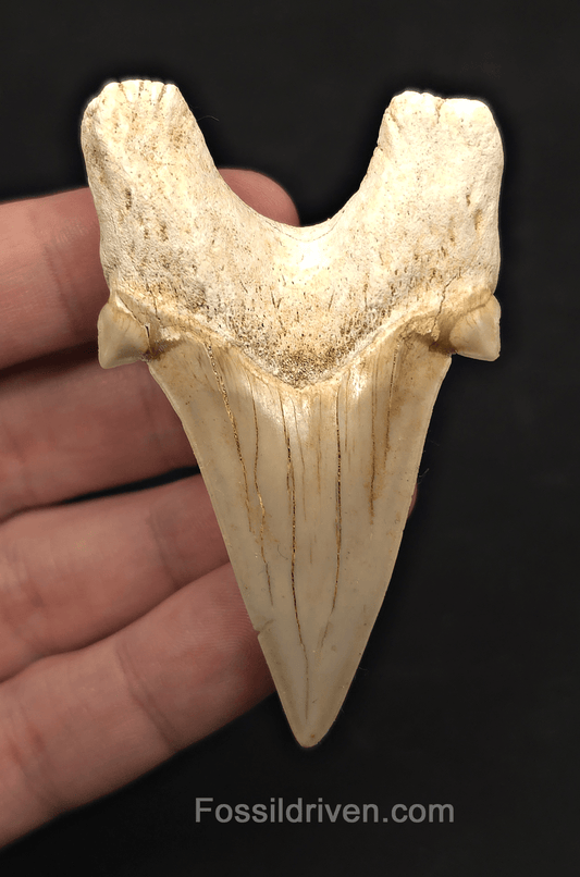2.87" Fossil Otodus obliquus Tooth - Morocco | Fossil Driven - Fossil Driven