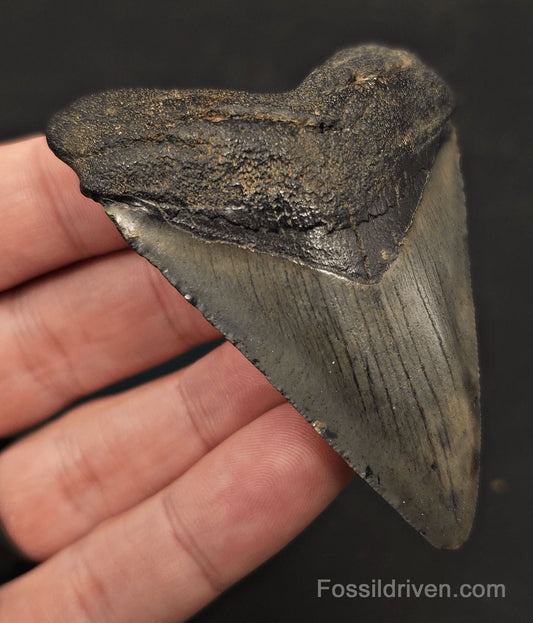 2.92" Fossil Megalodon Tooth - Charleston, South Carolina | Fossil Driven - Fossil Driven