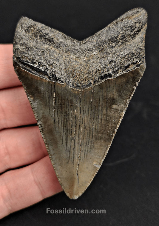 2.98" Fossil Megalodon Tooth for Sale - Beaufort, South Carolina | Fossil Driven - Fossil Driven