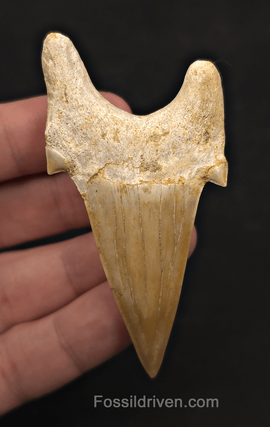 3.00" Fossil Otodus obliquus Tooth - Morocco | Fossil Driven - Fossil Driven