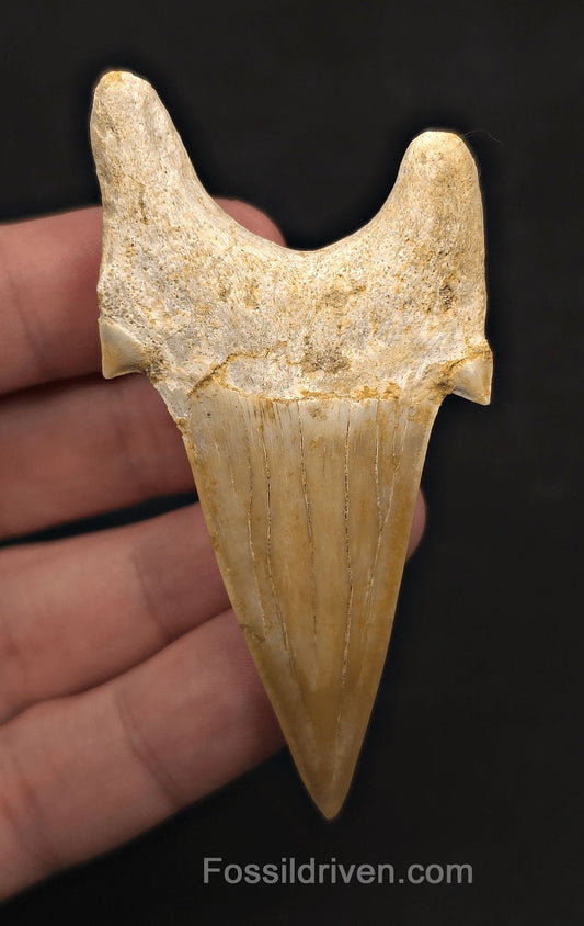 3.00" Fossil Otodus obliquus Tooth - Morocco | Fossil Driven - Fossil Driven