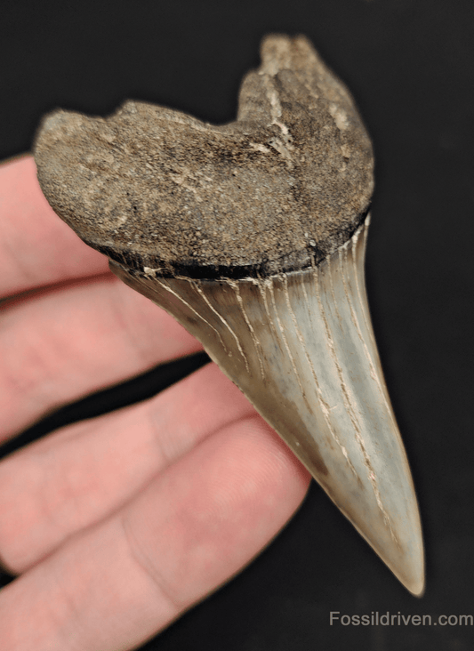 3.03 Fossil Isurus hastalis Shark Tooth – Beaufort, South Carolina | Authentic Prehistoric Fossil - Fossil Driven