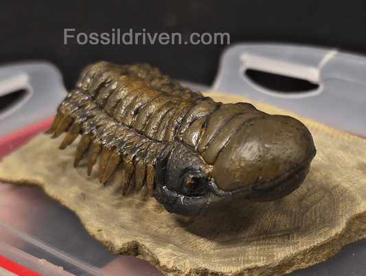 3.06" Flying Crotalocephalina Trilobite – Devonian – Issoumour, Morocco - Fossil Driven