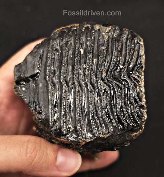 3.08" Fossil Woolly Mammoth Tooth – North Sea | Fossil Driven - Fossil Driven