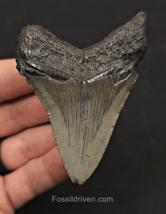 3.11" Fossil Megalodon Tooth - Charleston, South Carolina | Fossil Driven - Fossil Driven