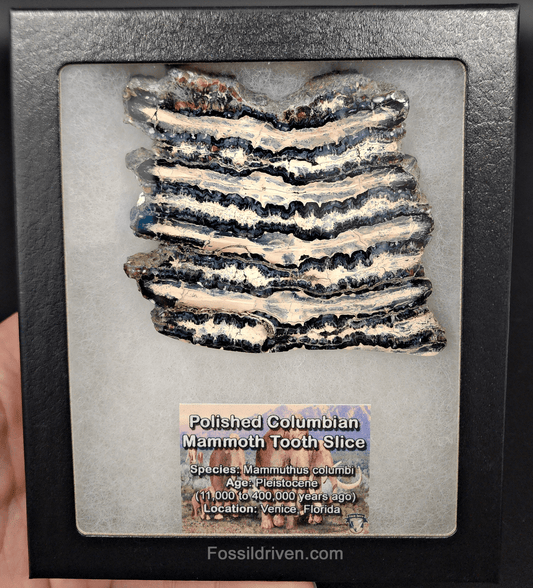 3.33" Columbian Mammoth Tooth Slice – Authentic Fossil | Fossil Driven - Fossil Driven