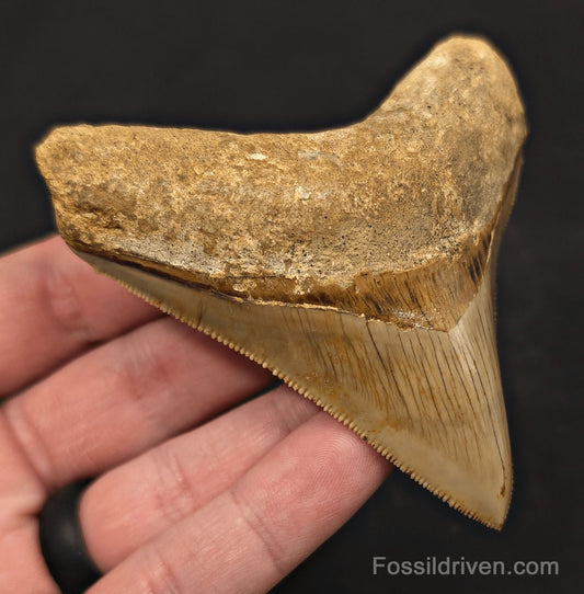 3.43" Posterior Fossil Megalodon Tooth for Sale - Java, Indonesia - Fossil Driven