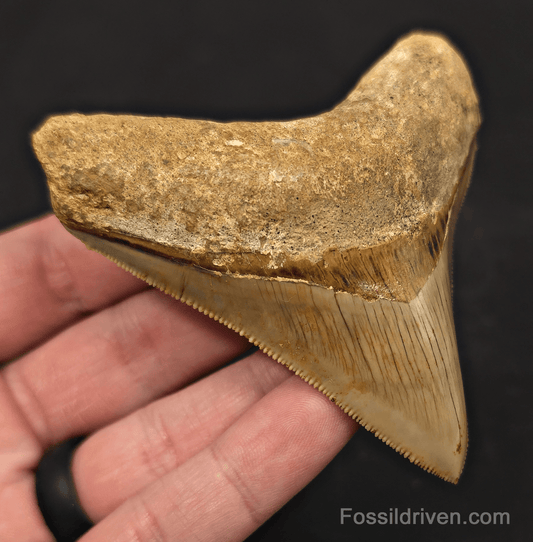 3.43" Posterior Fossil Megalodon Tooth for Sale - Java, Indonesia - Fossil Driven