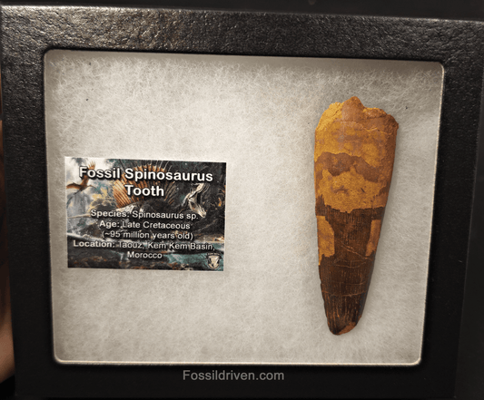 3.47" Fossil Spinosaurus Tooth - Real Dinosaur Tooth - Fossil Driven