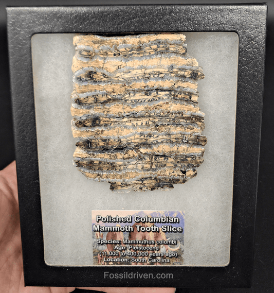 3.52" Columbian Mammoth Tooth Slice – Authentic Fossil | Fossil Driven - Fossil Driven