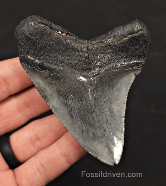 3.54" Fossil Megalodon Tooth - Charleston, South Carolina | Fossil Driven - Fossil Driven