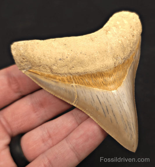 3.54" Posterior Fossil Megalodon Tooth for Sale - Java, Indonesia - Fossil Driven