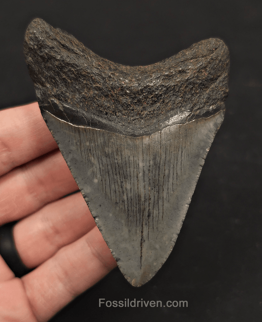 3.55" Fossil Megalodon Tooth - Charleston, South Carolina | Fossil Driven - Fossil Driven